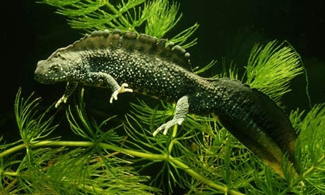 Great Crested Newt